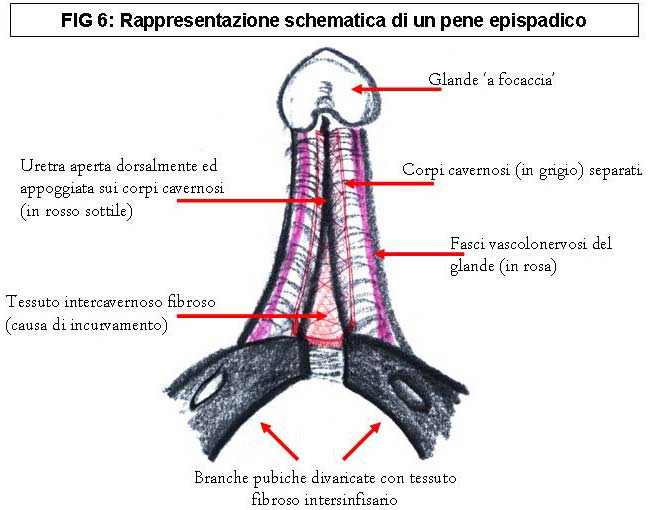FIG 6
